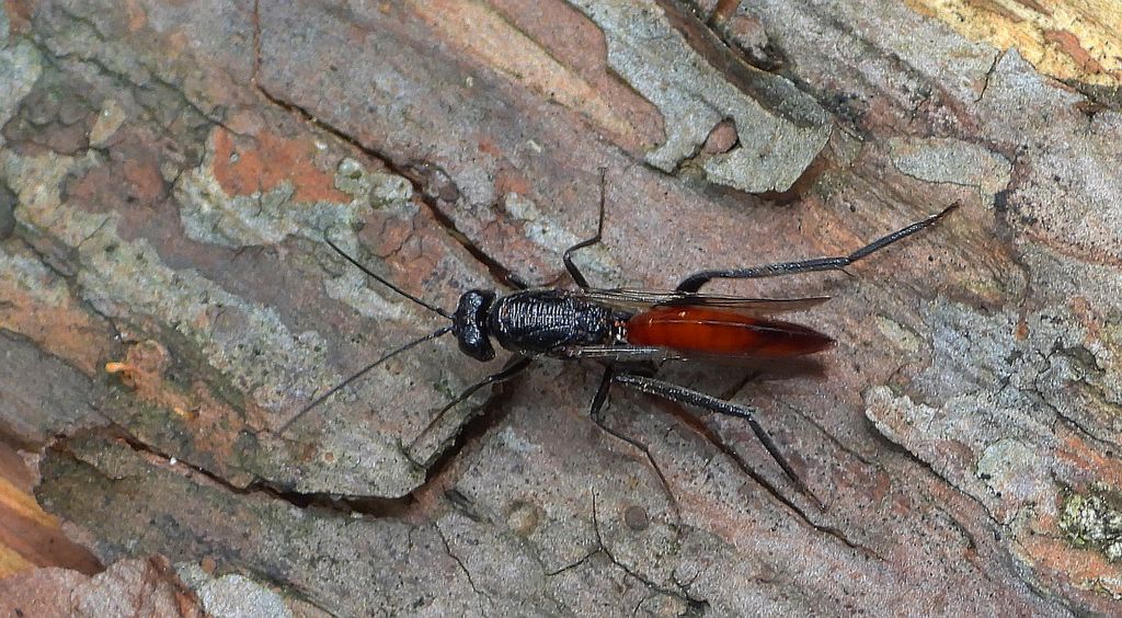 Zgniot husarczyk (Ibalia leucospoides)