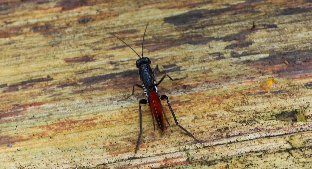 Zgniot husarczyk (Ibalia leucospoides)