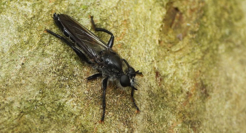 Rozbójka czarna (Andrenosoma atrum)