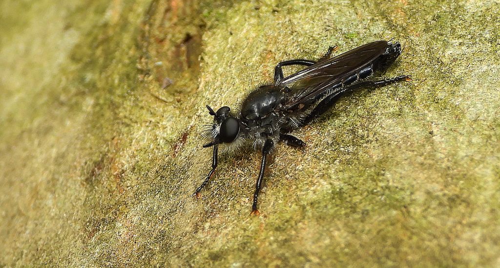 Rozbójka czarna (Andrenosoma atrum)