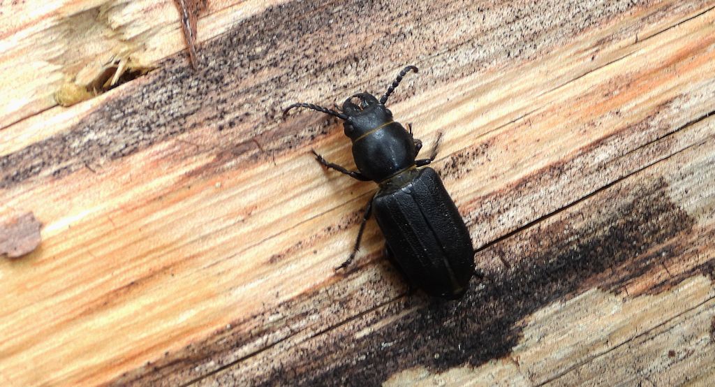 Kłopotek czarny (Spondylis buprestoides)