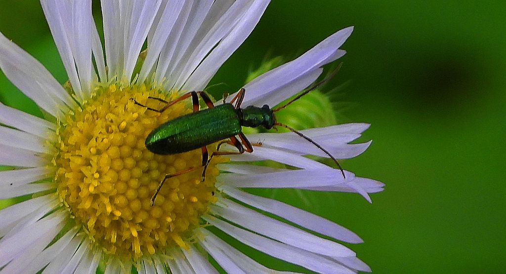 Przyzłotka zmiennobarwna (Chrysanthia geniculata)