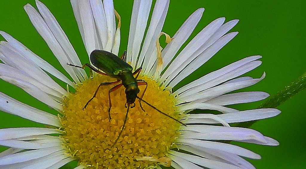 Przyzłotka zmiennobarwna (Chrysanthia geniculata)
