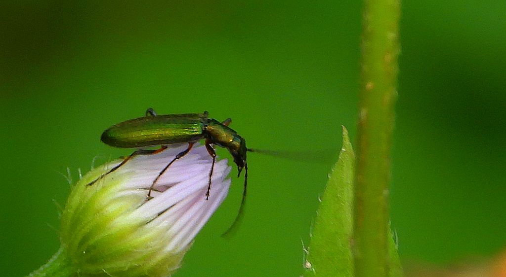 Przyzłotka zmiennobarwna (Chrysanthia geniculata)