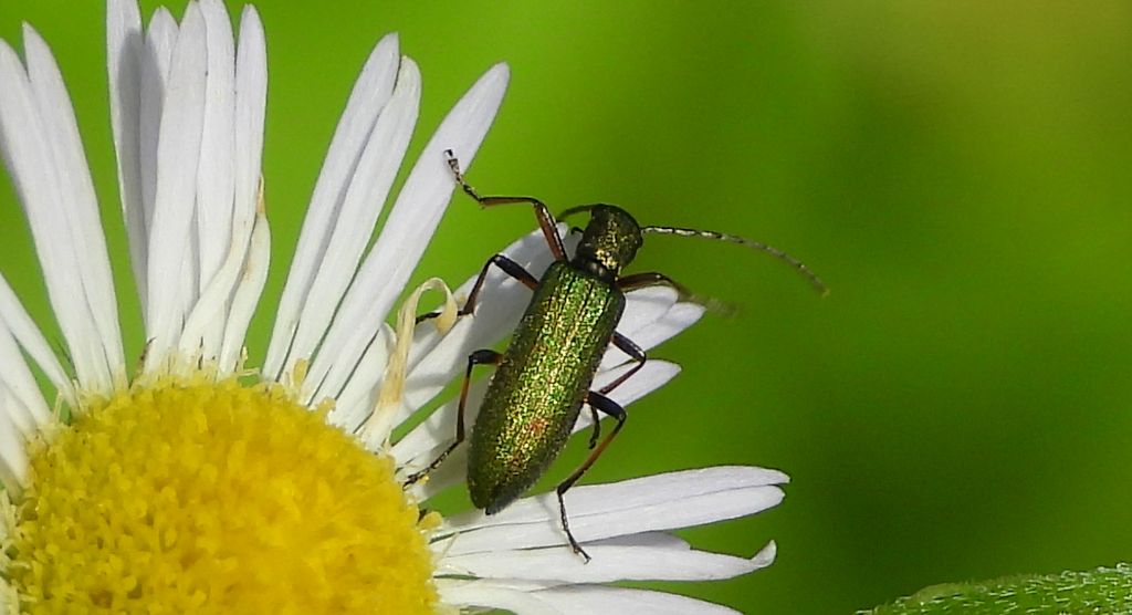 Przyzłotka zmiennobarwna (Chrysanthia geniculata)