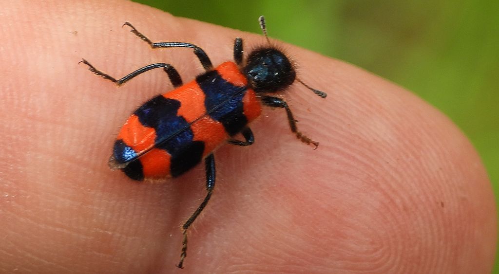 Barciel pszczołowiec (Trichodes apiarius)