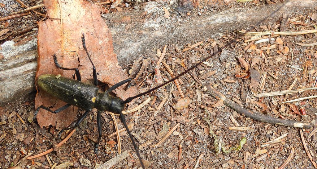 Żerdzianka krawiec (Monochamus sartor)
