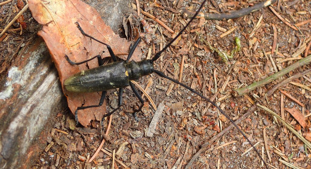 Żerdzianka krawiec (Monochamus sartor)