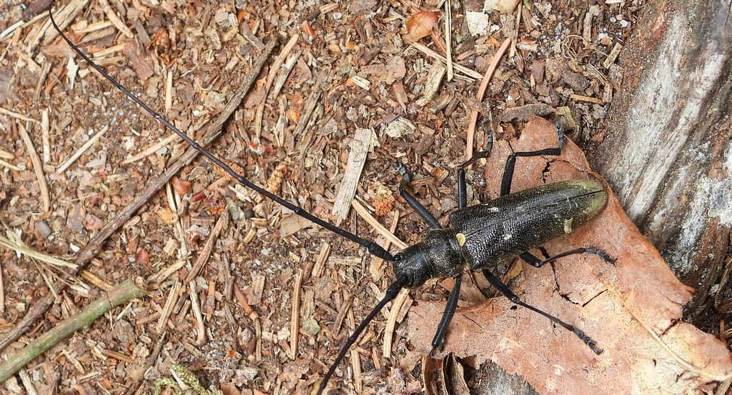 Żerdzianka krawiec (Monochamus sartor)