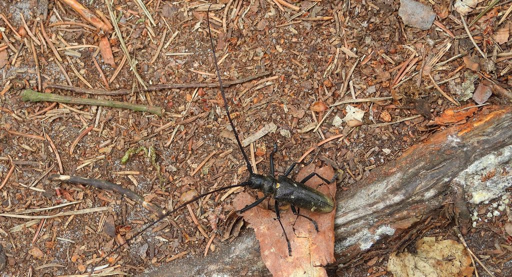 Żerdzianka krawiec (Monochamus sartor)