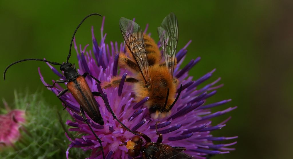 Obrostka letnia, obrostka pospolita (Dasypoda hirtipes)