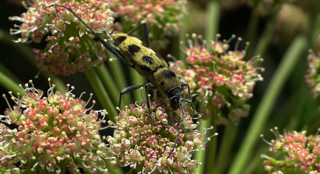 Tryk lipowy, tryk zielony (Chlorophorus herbstii)