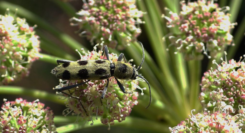 Tryk lipowy, tryk zielony (Chlorophorus herbstii)