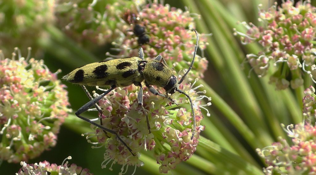 Tryk lipowy, tryk zielony (Chlorophorus herbstii)