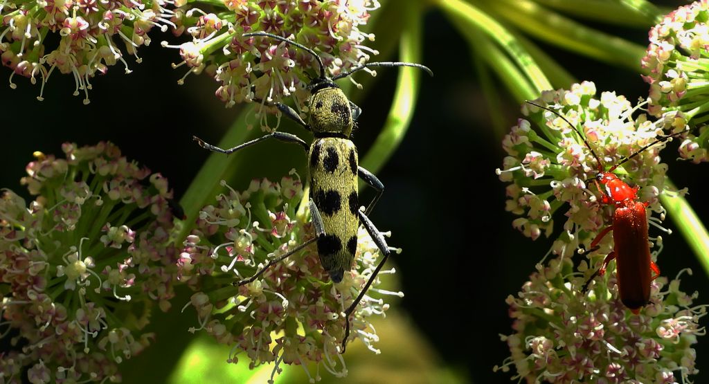 Tryk lipowy, tryk zielony (Chlorophorus herbstii)