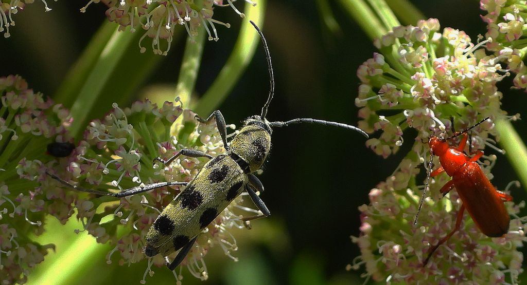 Tryk lipowy, tryk zielony (Chlorophorus herbstii)