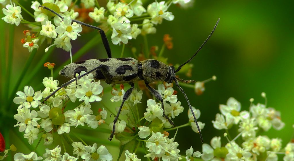 Tryk lipowy, tryk zielony (Chlorophorus herbstii)
