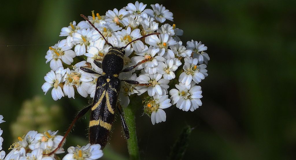 Biegowiec klonowy (Cyrtoclytus capra)