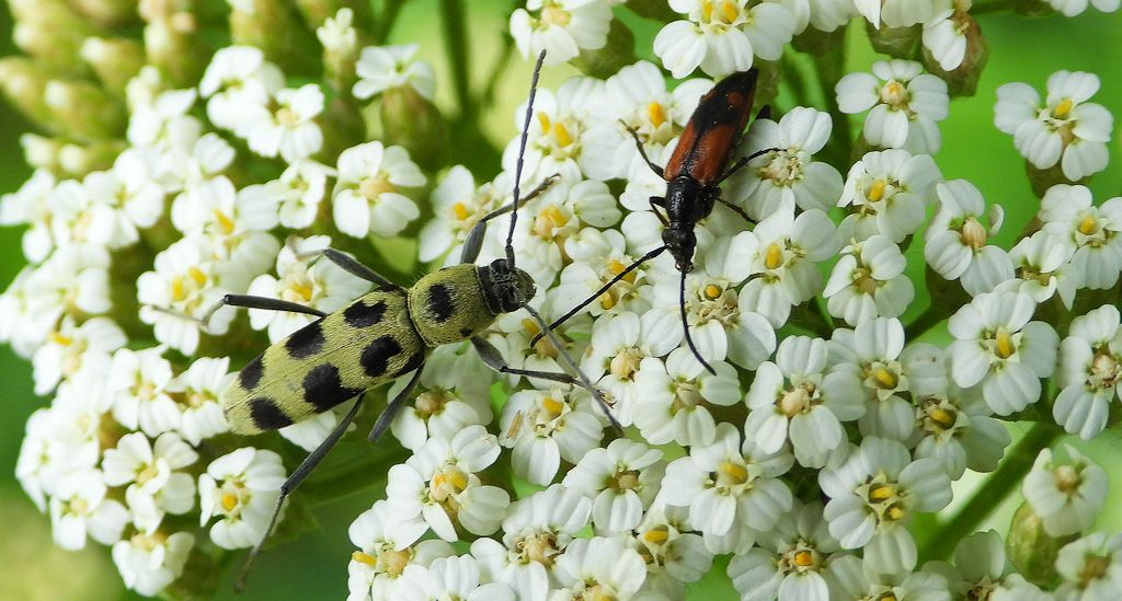 Tryk lipowy, tryk zielony (Chlorophorus herbstii)