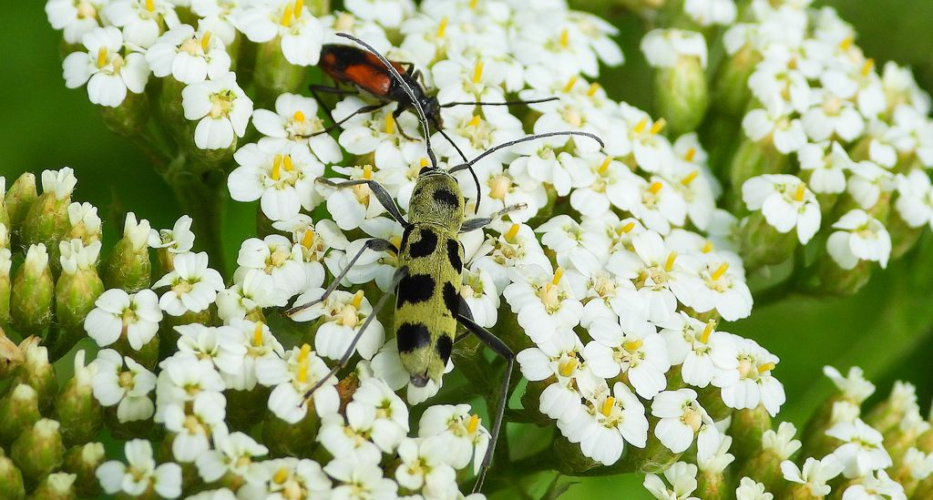 Tryk lipowy, tryk zielony (Chlorophorus herbstii)