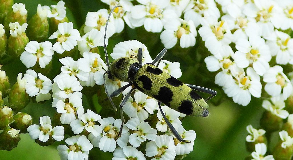 Tryk lipowy, tryk zielony (Chlorophorus herbstii)