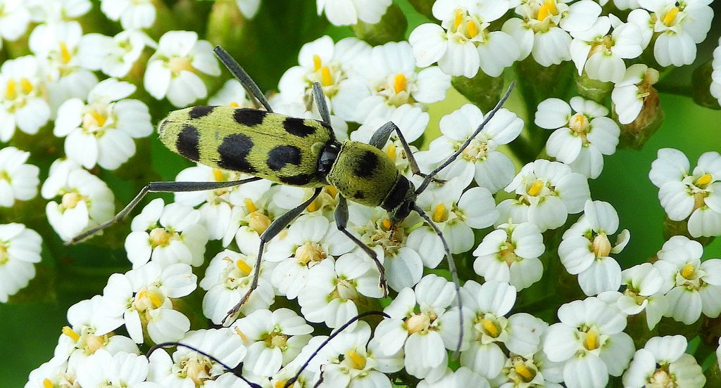 Tryk lipowy, tryk zielony (Chlorophorus herbstii)