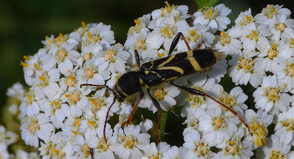 Biegowiec klonowy (Cyrtoclytus capra)