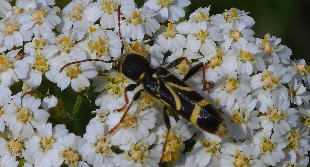 Biegowiec klonowy (Cyrtoclytus capra)