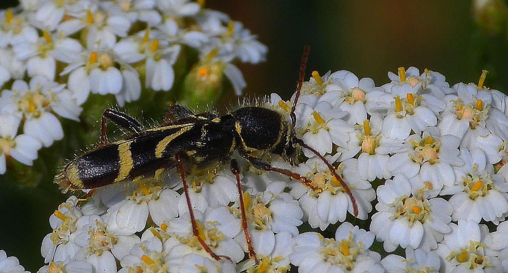 Biegowiec klonowy (Cyrtoclytus capra)