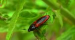 Sprężyk - Ampedus sanguinolentus
