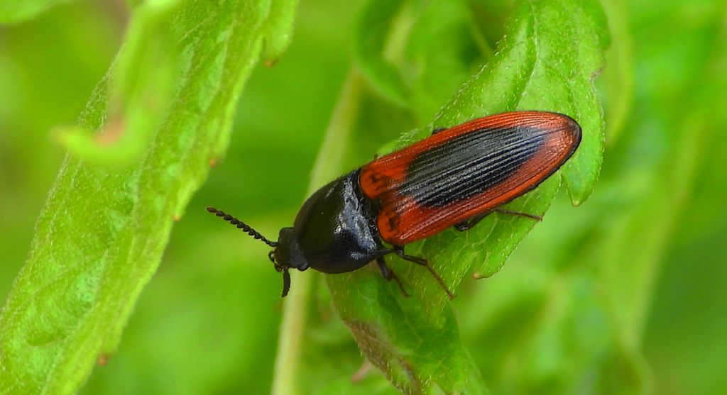 Sprężyk - Ampedus sanguinolentus