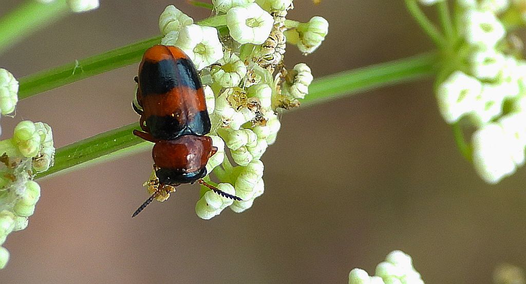 Głowienka baldaszkówka (Coptocephala unifasciata)