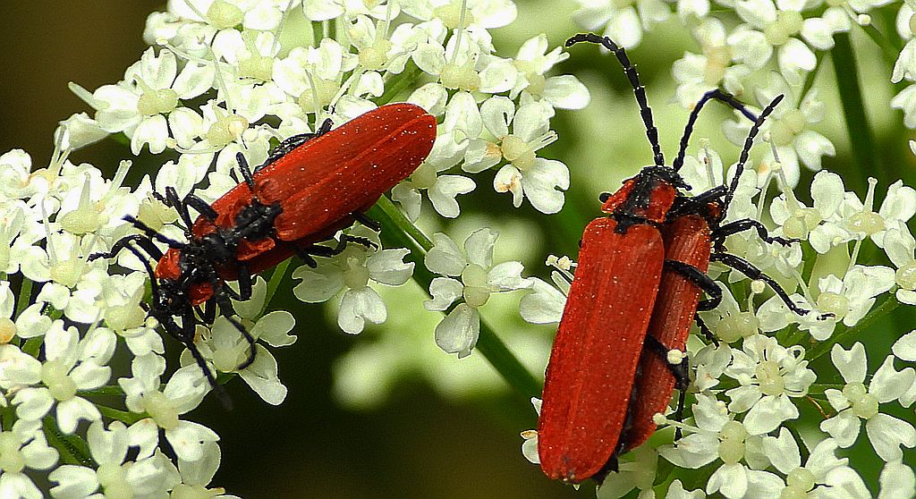 Karmazynek - Lygistopterus sanguineus