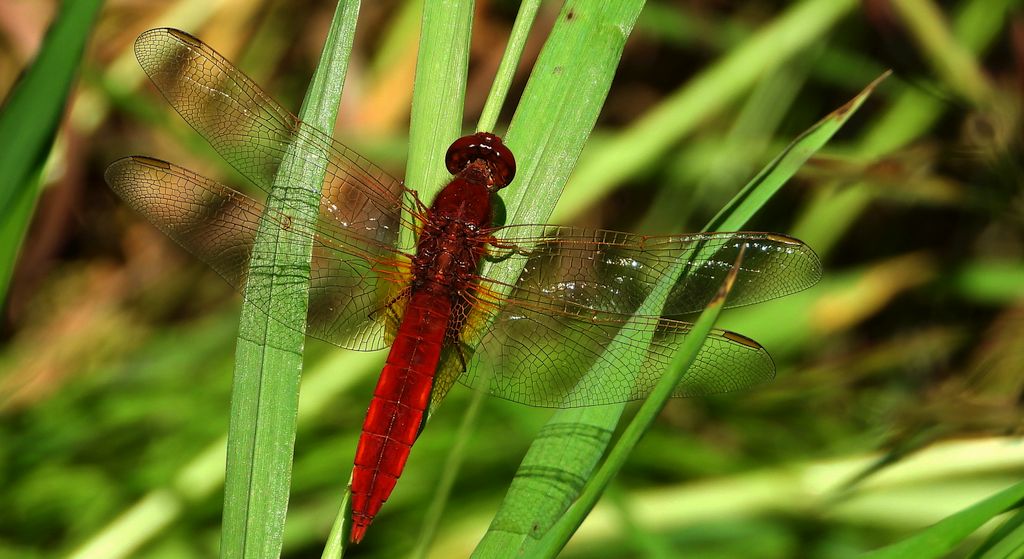 Szafranka czerwona (Crocothemis erythraea)
