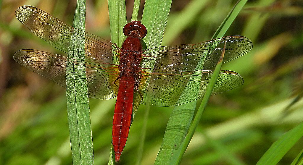 Szafranka czerwona (Crocothemis erythraea)