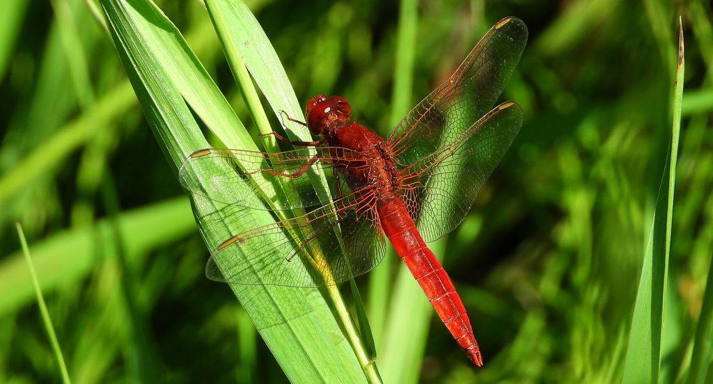 Szafranka czerwona (Crocothemis erythraea)