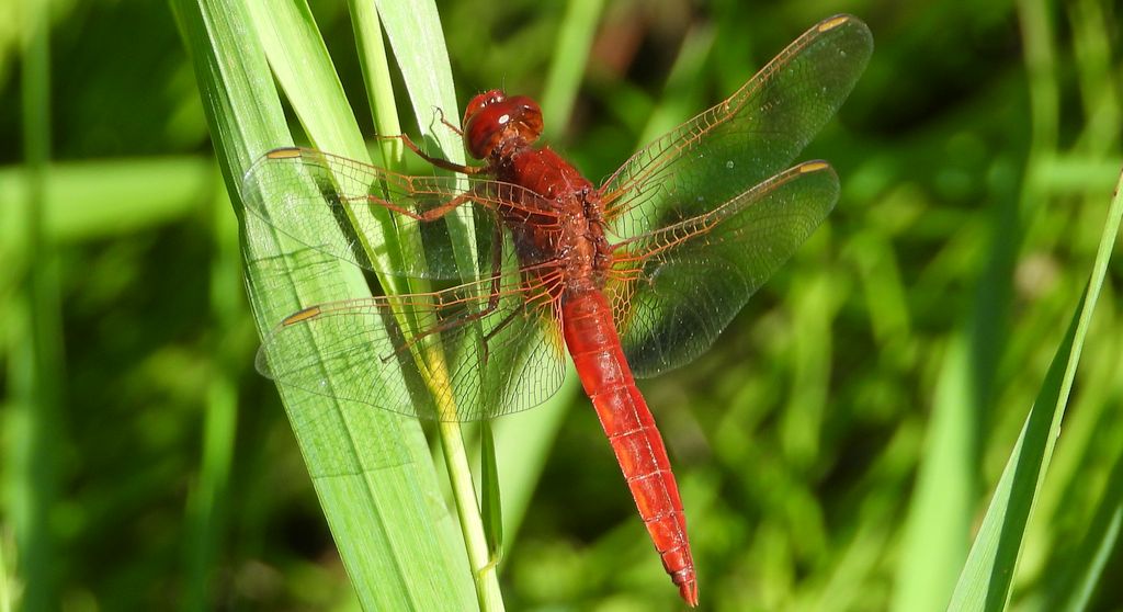 Szafranka czerwona (Crocothemis erythraea)
