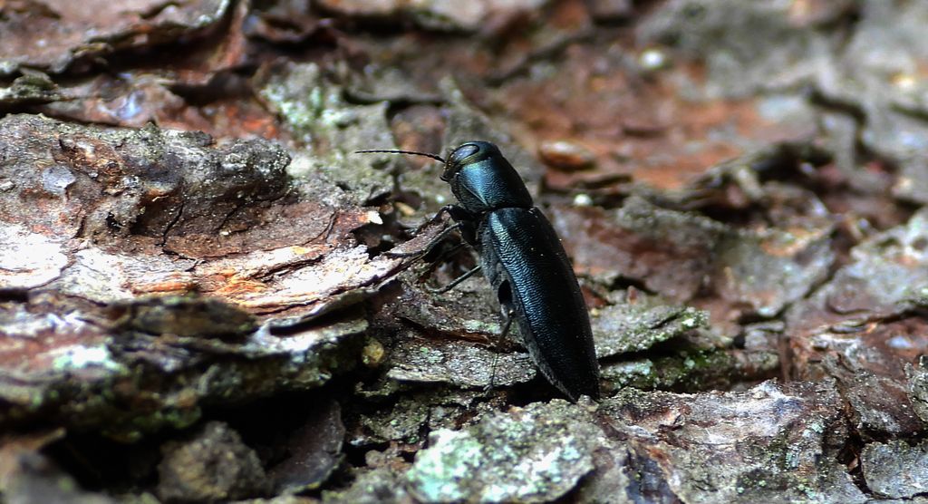 Przypłaszczek granatek (Phaenops cyanea)