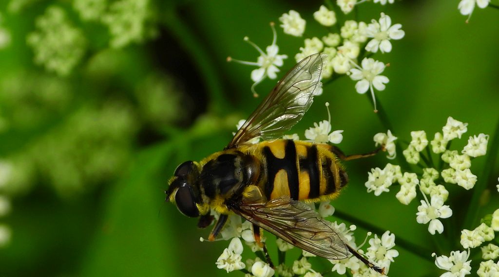 Kwiatówka zmierzchnicowata (Myathropa florea)