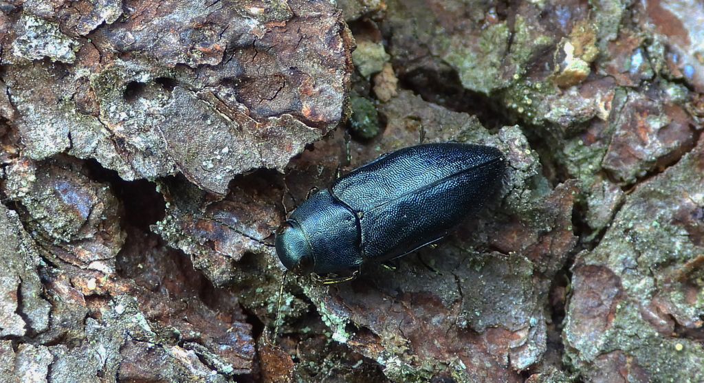 Przypłaszczek granatek (Phaenops cyanea)