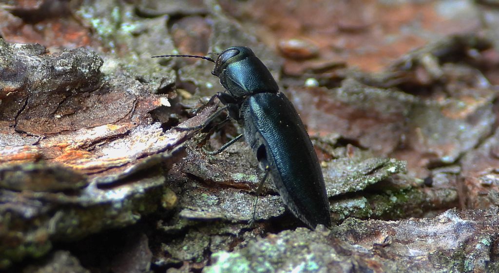 Przypłaszczek granatek (Phaenops cyanea)