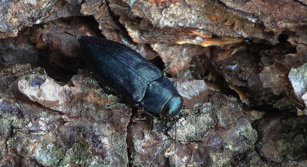 Przypłaszczek granatek (Phaenops cyanea)