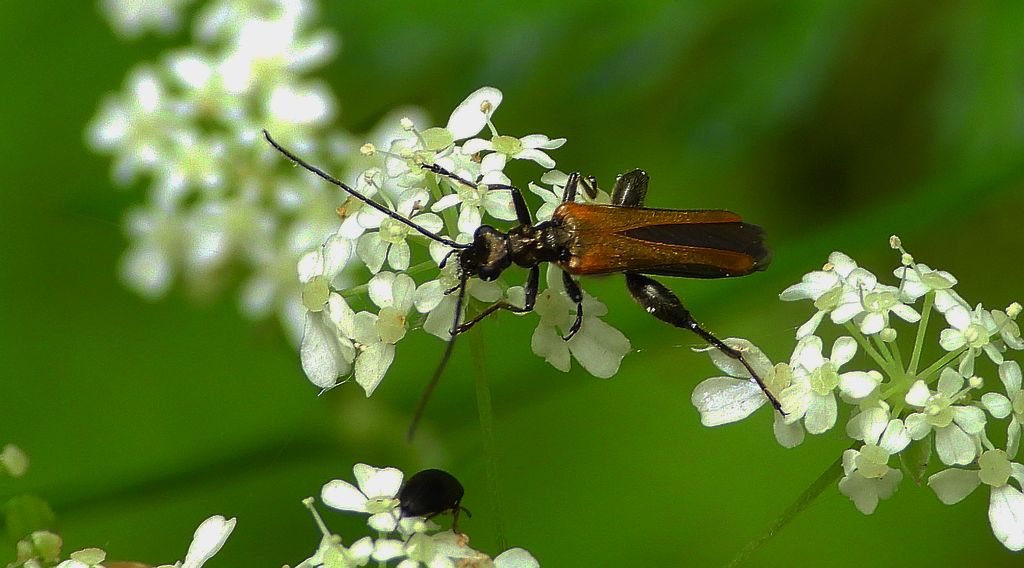 Zalęszczyca grubouda (Oedemera femorata)