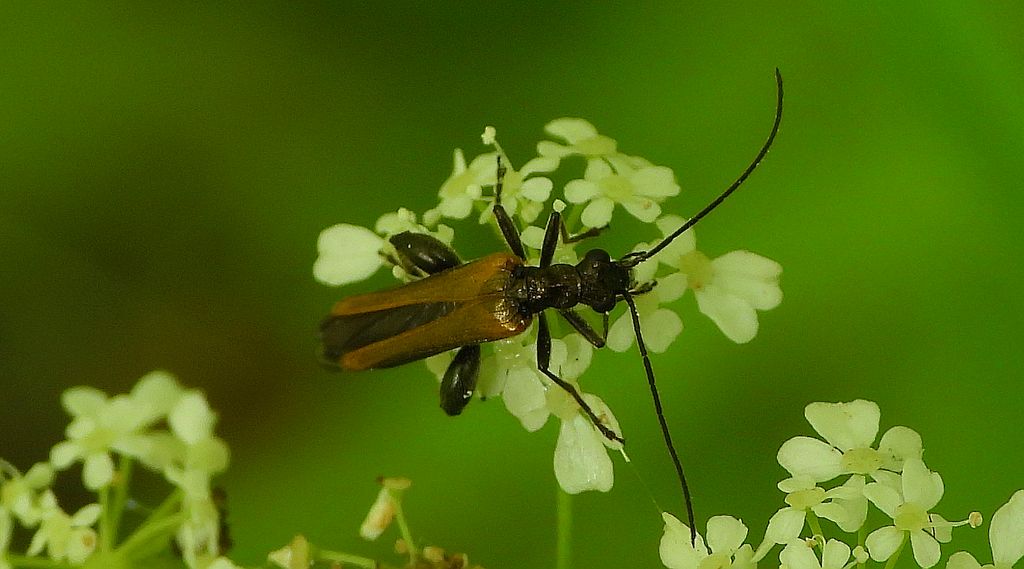 Zalęszczyca grubouda (Oedemera femorata)