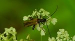 Zalęszczyca grubouda (Oedemera femorata)