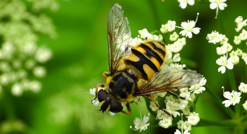 Kwiatówka zmierzchnicowata (Myathropa florea)