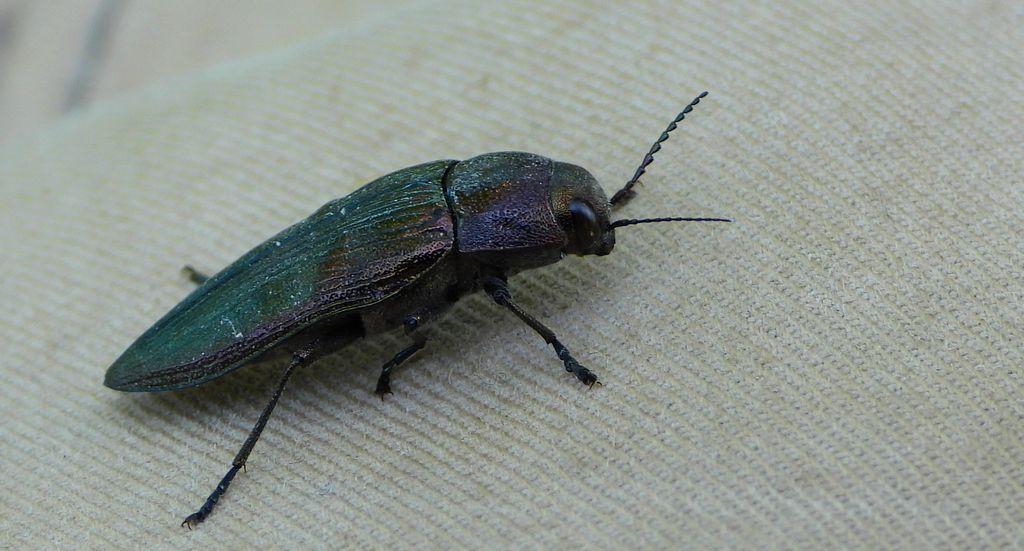 Bogatek wiejski (Buprestis rustica)