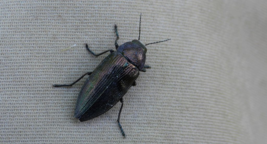 Bogatek wiejski (Buprestis rustica)