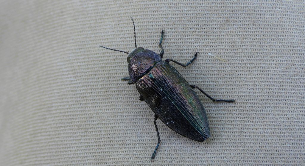 Bogatek wiejski (Buprestis rustica)