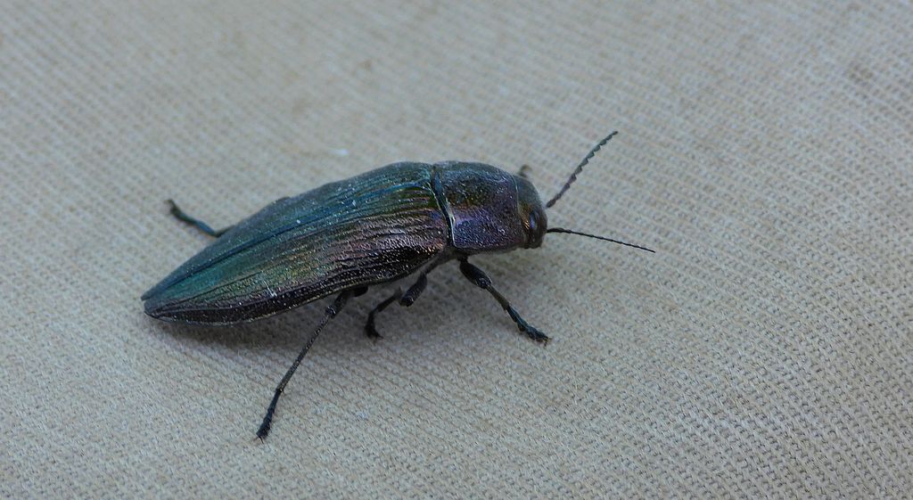 Bogatek wiejski (Buprestis rustica)